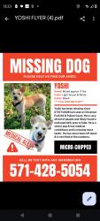 Lost Male Dog last seen Pullen Ct. , Culpeper County, VA 22701