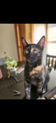Reunited Female Cat last seen Wyoming ave, Exeter, PA 18643