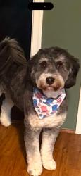 Lost Male Dog last seen Plainview and Collingwood, Fredericksburg, VA 22405