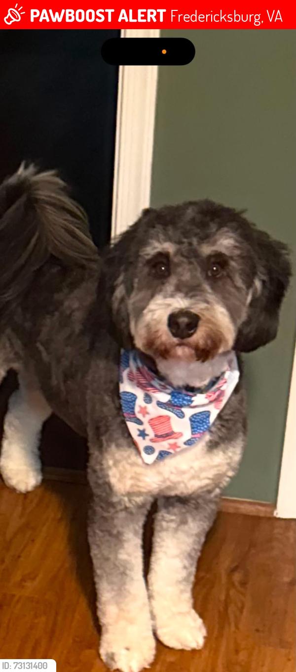 Lost Male Dog last seen Plainview and Collingwood, Fredericksburg, VA 22405