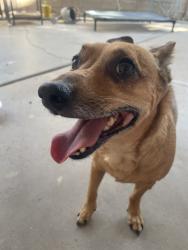 Reunited Male Dog last seen lomas and carlisle, Albuquerque, NM 87106