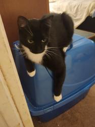 Reunited Female Cat last seen Ontario Ln, Brent, FL 32505