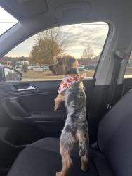 Reunited Male Dog last seen Turnpike rd, Raeford, NC 28376