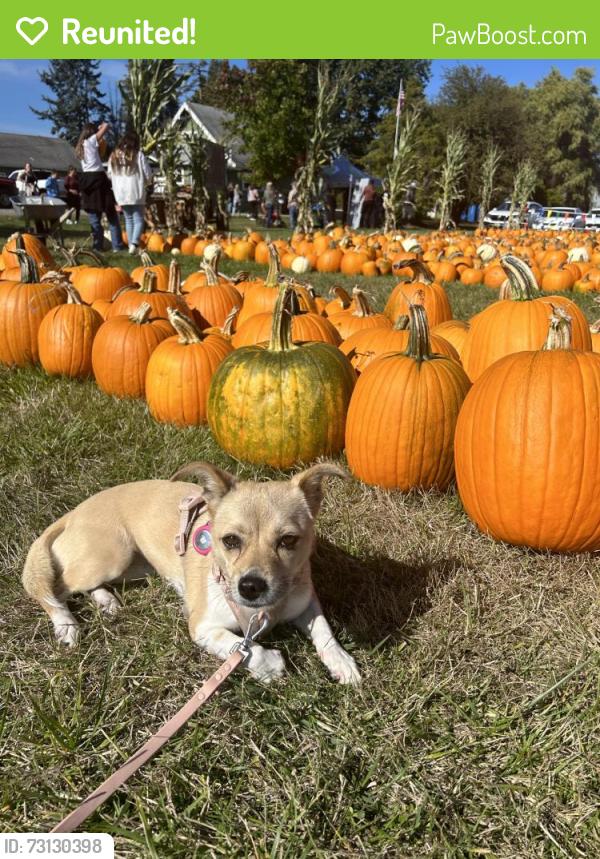 Reunited Female Dog last seen 63rd st and S D st, Tacoma, WA 98408