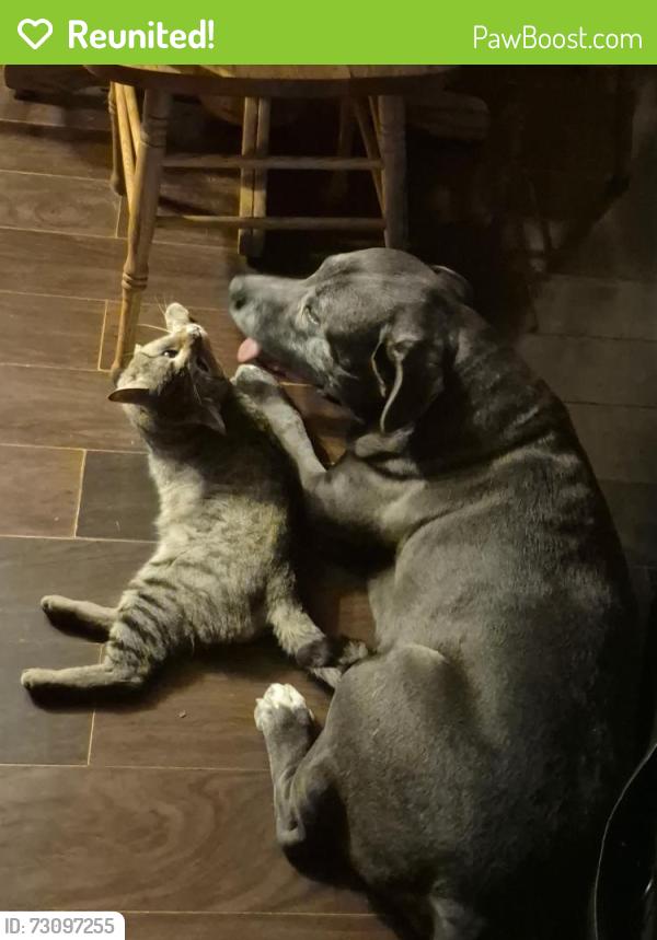 Reunited Male Dog last seen Crow Valley & Willowdale in front of Meadowbrook APTs, Dalton, GA 30719