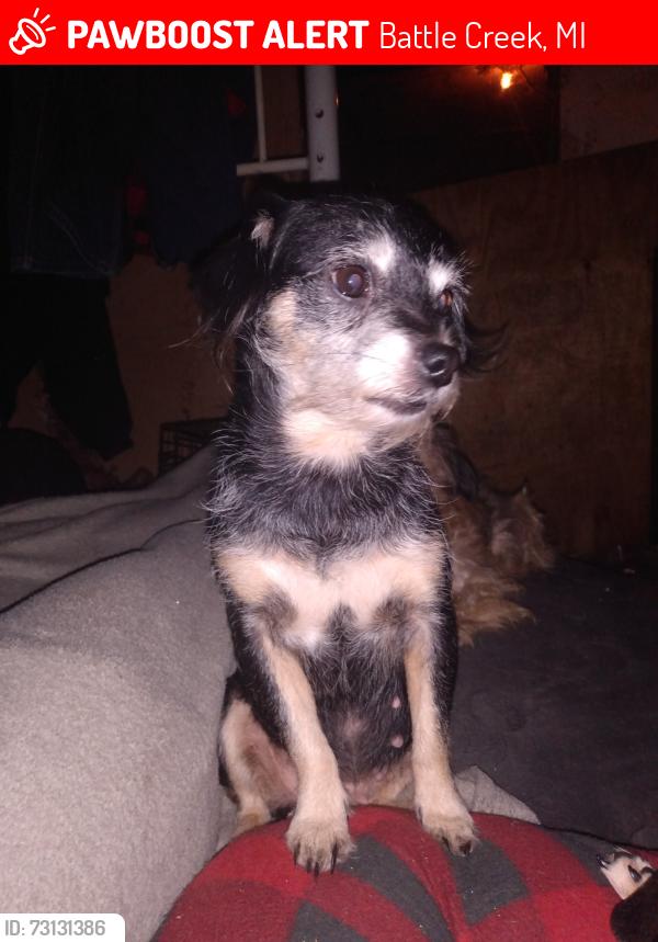 Lost Female Dog last seen East Michigan ave, Battle Creek, MI 49014