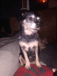 Lost Female Dog last seen East Michigan ave, Battle Creek, MI 49014
