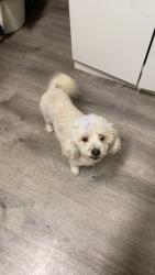 Reunited Male Dog last seen Near E Pearl Ave, Orange, CA 92869, USA, Orange, CA 92869