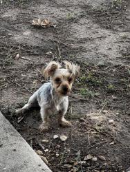 Found/Stray Female Dog last seen Grissom Trails Neighborhood, San Antonio, TX 78251