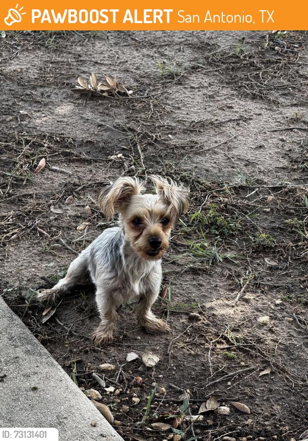 Found/Stray Female Dog last seen Grissom Trails Neighborhood, San Antonio, TX 78251