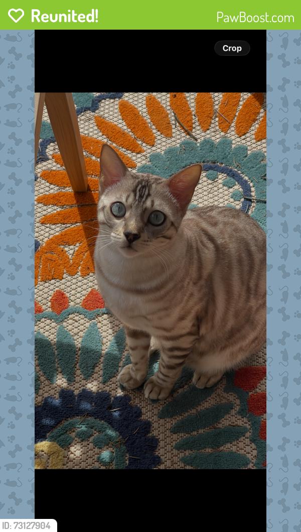 Reunited Male Cat last seen 87th Dr NE and 51st, Marysville, WA 98270