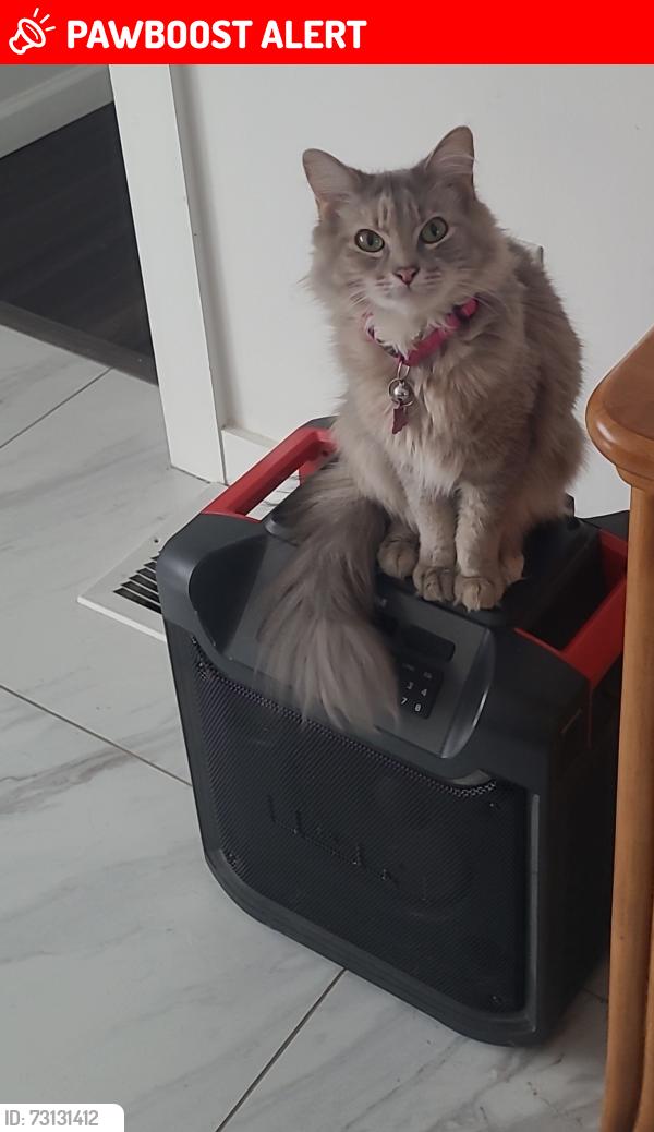 Lost Female Cat last seen Route 57, Greenwich Township, NJ 08886