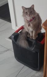 Lost Female Cat last seen Route 57, Greenwich Township, NJ 08886