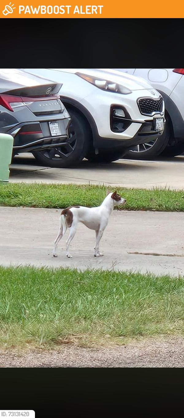 Found/Stray Unknown Dog last seen Conroe Bay, Montgomery County, TX 77318