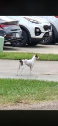Found/Stray Unknown Dog last seen Conroe Bay, Montgomery County, TX 77318