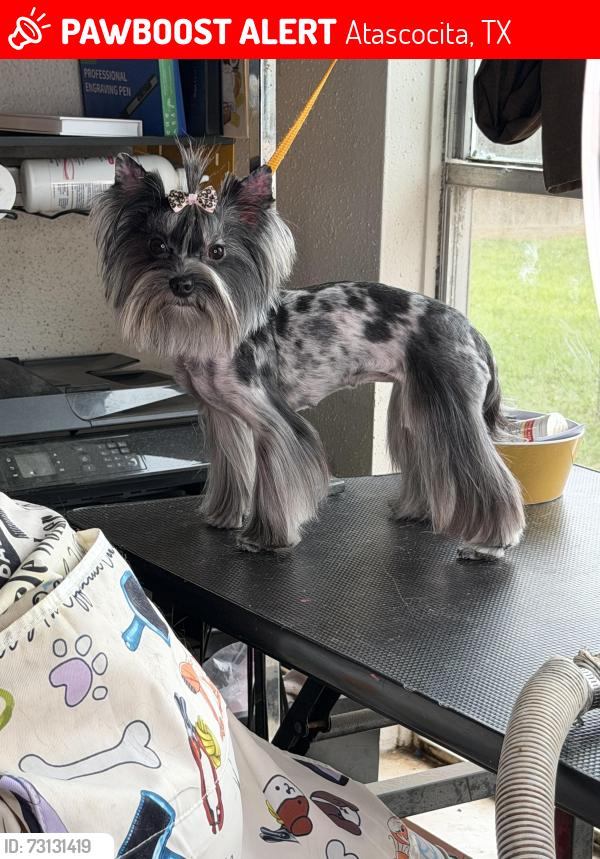 Lost Female Dog last seen Walden Forest drive, Atascocita, TX 77346