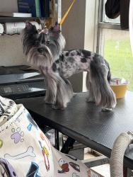 Lost Female Dog last seen Walden Forest drive, Atascocita, TX 77346