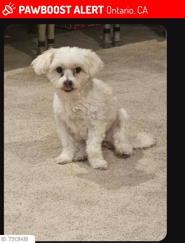 Lost Female Dog last seen San Antonio, Ontario, CA 91762