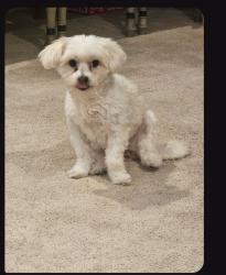 Lost Female Dog last seen San Antonio, Ontario, CA 91762