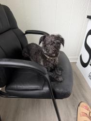 Reunited Male Dog last seen High rock rd / tickle, Gibsonville, NC 27249