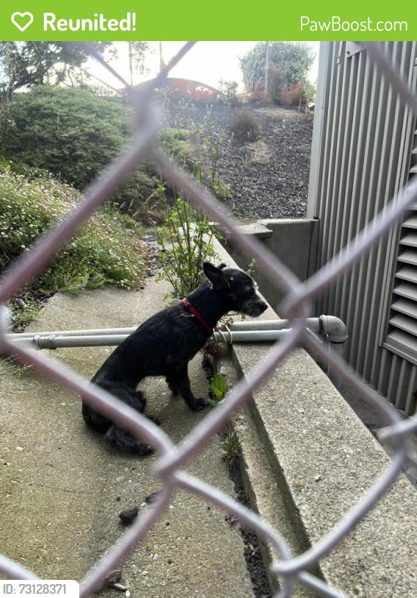 Reunited Unknown Dog last seen 24th st and Northgate behind the retirement community, Oakland, CA 94612