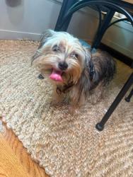 Found/Stray Male Dog last seen Near Alpinr crest elementary school, Chattanooga, TN 37402