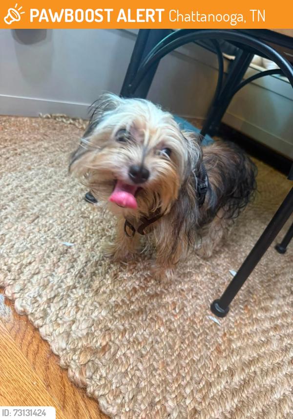 Found/Stray Male Dog last seen Near Alpinr crest elementary school, Chattanooga, TN 37402