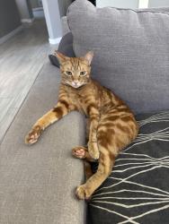 Lost Male Cat last seen Art st and Connie dr, San Diego, CA 92115