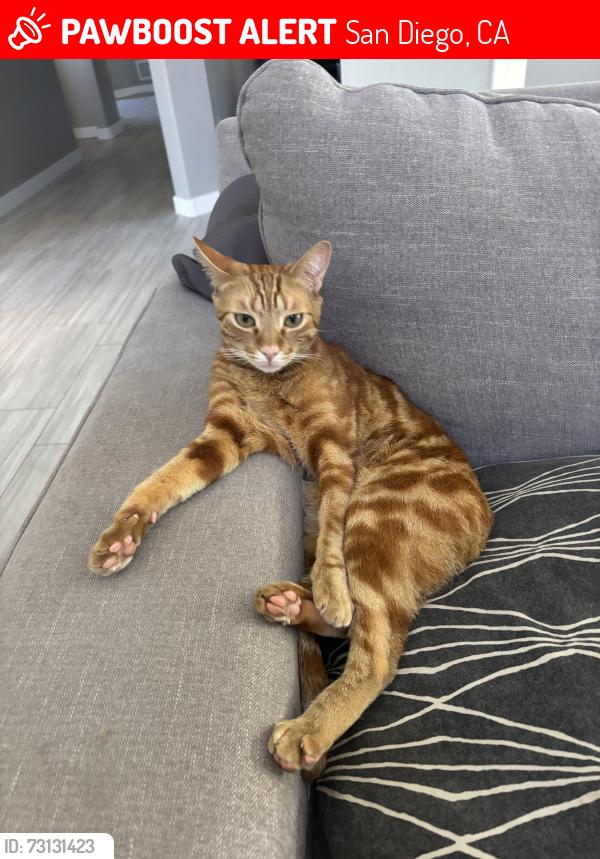 Lost Male Cat last seen Art st and Connie dr, San Diego, CA 92115