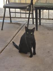 Reunited Female Cat last seen Iowa and Bentrup, Chandler, AZ 85225