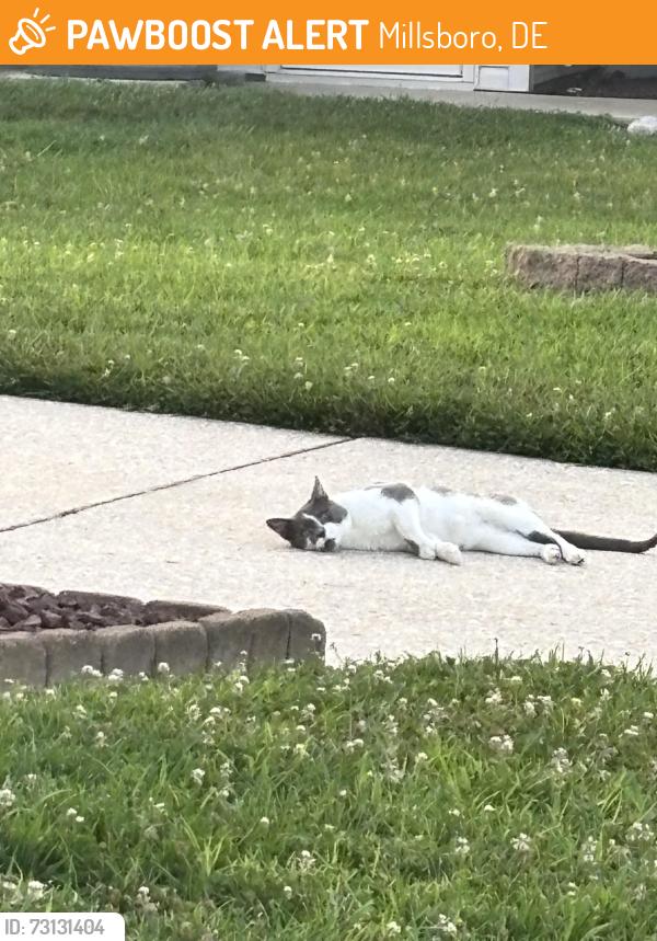 Found/Stray Unknown Cat last seen Driveway of unit #10 Moores crossing cross street Delaware ave, Millsboro, DE 19966