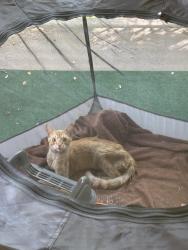 Found/Stray Male Cat last seen Los Angeles Regional Food Bank Volunteer Center, City of Industry, CA 90601