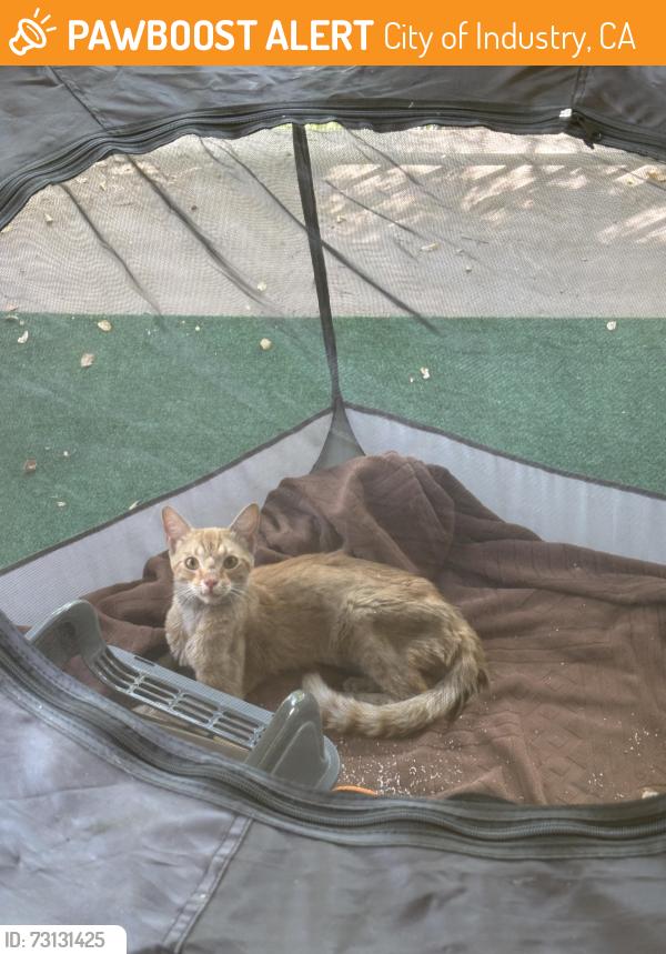 Found/Stray Male Cat last seen Los Angeles Regional Food Bank Volunteer Center, City of Industry, CA 90601