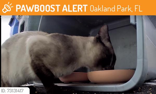 Found/Stray Unknown Cat last seen Fort Lauderdale Post Office, Oakland Park, FL 33334