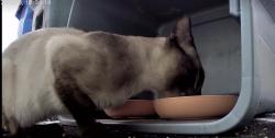 Found/Stray Unknown Cat last seen Fort Lauderdale Post Office, Oakland Park, FL 33334