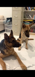 Found/Stray Male Dog last seen Near Lindita Dr Houston, TX 77083 United States, Houston, TX 77083