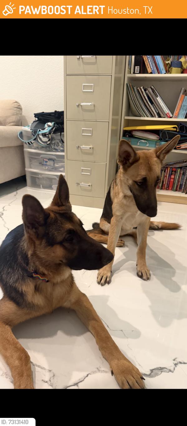 Found/Stray Male Dog last seen Near Lindita Dr Houston, TX 77083 United States, Houston, TX 77083