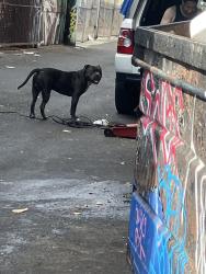Reunited Male Dog last seen Venice / Hope st, Los Angeles, CA 90015