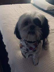 Lost Female Dog last seen 5 Mile Rd Roebuck Robinson Dr., Birmingham, AL 35205