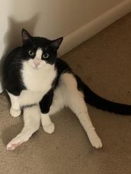Reunited Male Cat last seen Near Camelot arms York pa, York, PA 17406