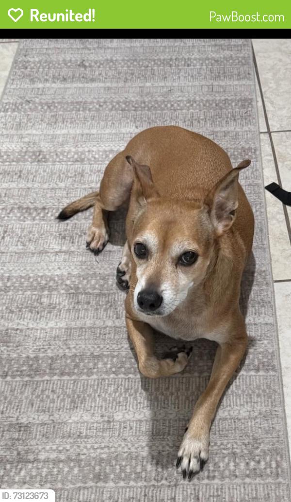 Reunited Female Dog last seen Willow tree trail, Clearwater, FL 33763