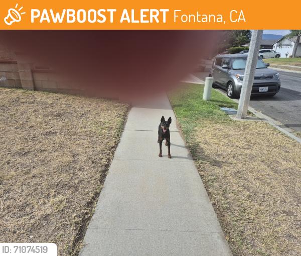 Found/Stray Male Dog last seen North Beechwood and grove ave, Fontana, CA 92335