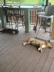 Reunited Male Dog last seen SR 91- N, Mountain City, TN 37683