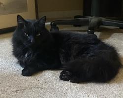 Lost Male Cat last seen Flagg drive (Baseline & 119th) and possibly old town Chester & S Foote, Lafayette, CO 80026