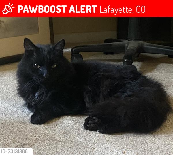 Lost Male Cat last seen Flagg drive (Baseline & 119th) and possibly old town Chester & S Foote, Lafayette, CO 80026