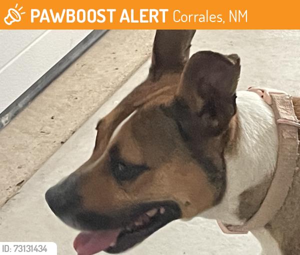 Found/Stray Female Dog last seen E. Ella and Corrales road, along the ditch, Corrales, NM 87048