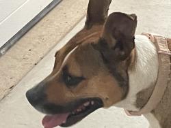 Found/Stray Female Dog last seen E. Ella and Corrales road, along the ditch, Corrales, NM 87048