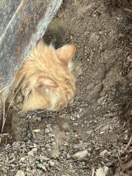 Reunited Female Cat last seen MONACO & POWERS AVE. GREENWOOD VILLAGE, CO 80111, Greenwood Village, CO 80111