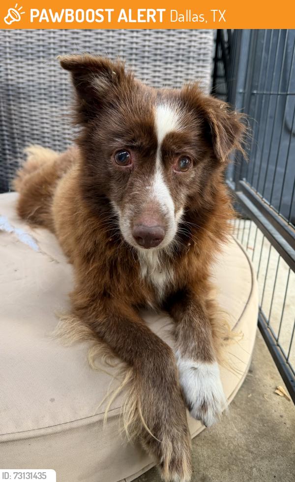 Found/Stray Female Dog last seen Near Record Crossing Rd - UTSW hosp Area, Dallas, TX 75235