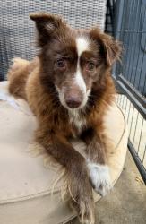 Found/Stray Female Dog last seen Near Record Crossing Rd - UTSW hosp Area, Dallas, TX 75235